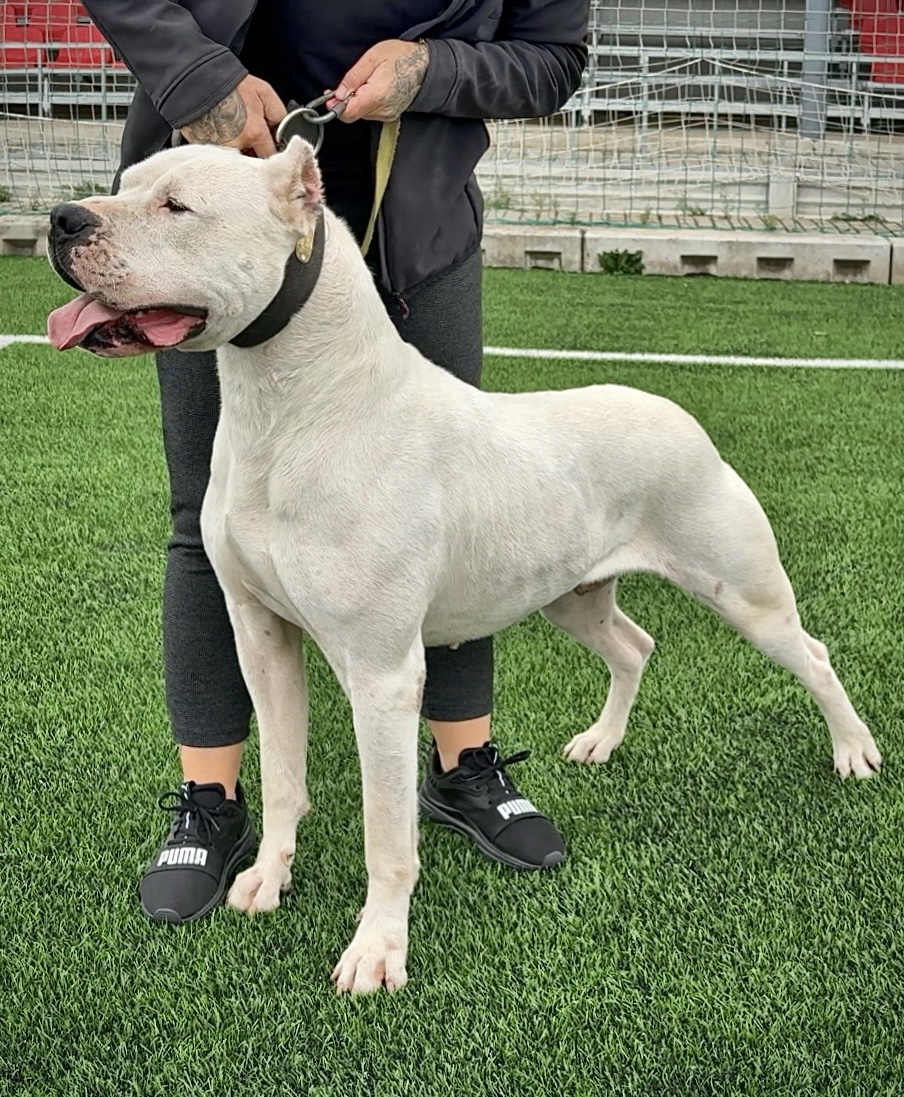 Sako de Vianini, Dogue Argentin Di Casa Nardini
