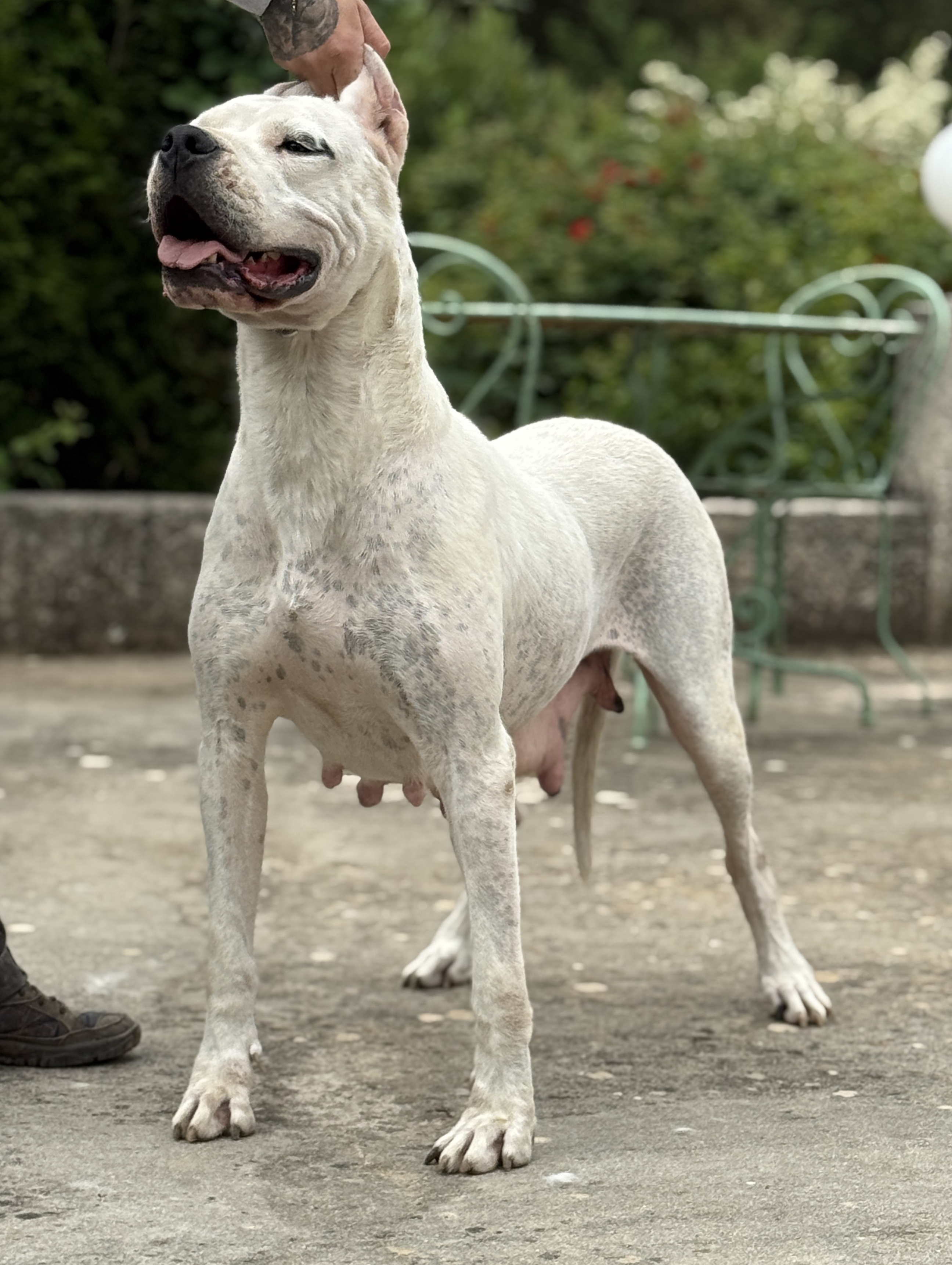 Chiots Dogues Argentins
