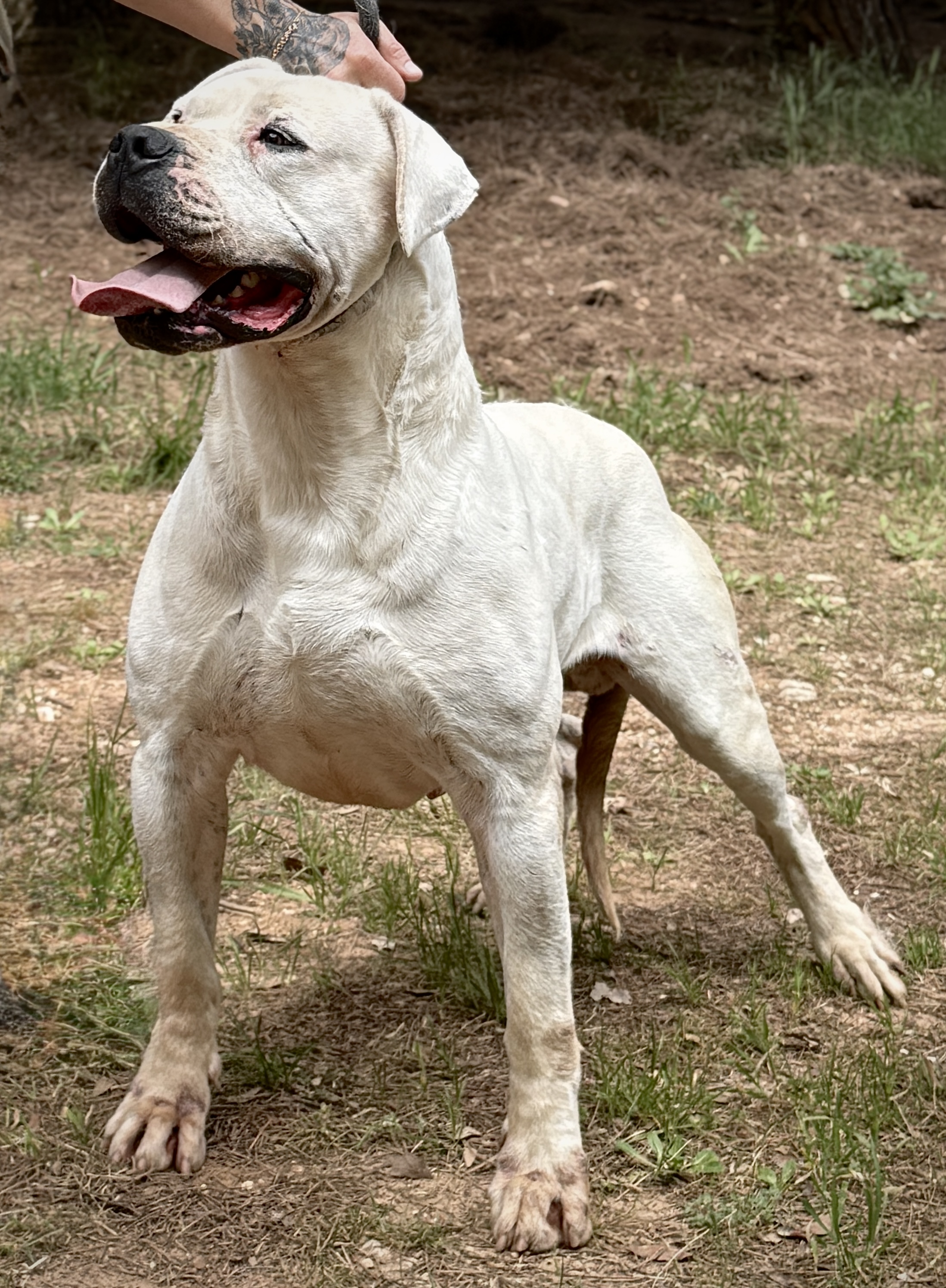 Sambuco de Vianini